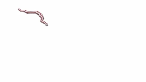 3d animation of Rosy Boa Stock Footage 241259311