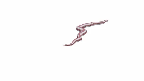 3d animation of Rosy Boa Stock Footage 241259313
