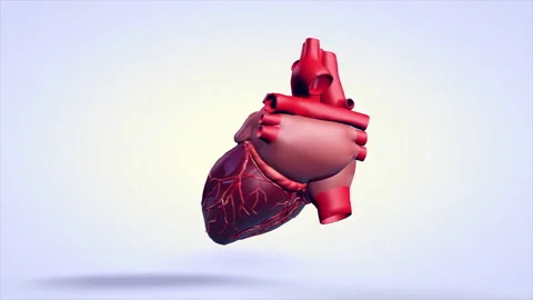 3D animation of a rotating human heart m... | Stock Video | Pond5