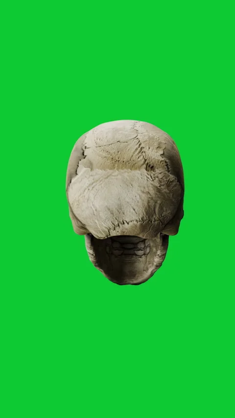 3D Animation of Rotating Human Skulls Bone on Green Screen for Keying and Compos Stock Footage 339532658