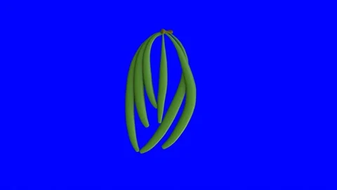 3d animation of a rotating Vanilla fruit... | Stock Video | Pond5