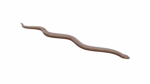 3d animation of Rubber Boa Stock Footage 241260302