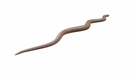 3d animation of Rubber Boa Stock Footage 241260306