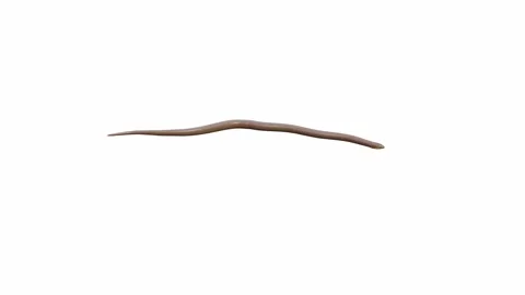 3d animation of Rubber Boa Stock Footage 241260315