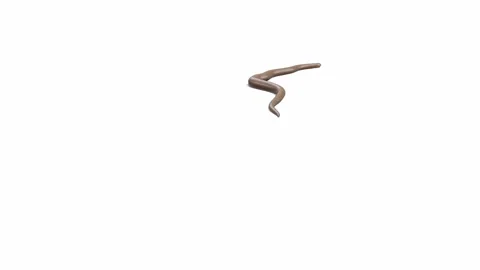 3d animation of Rubber Boa Stock Footage 241260323