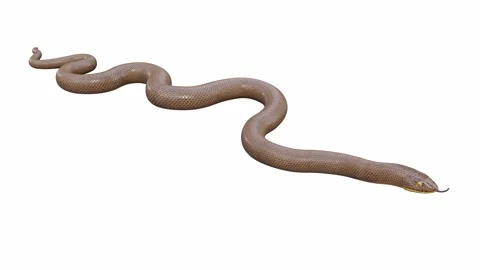 3d animation of Rubber Boa Stock Footage 241260327