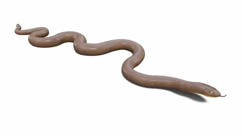3d animation of Rubber Boa Video stock 241260331