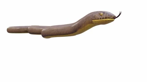 3d animation of Rubber Boa Video stock 241260336