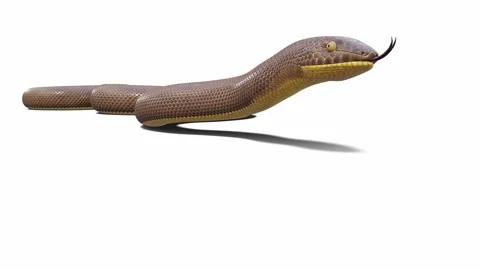 3d animation of Rubber Boa Stock Footage 241260340