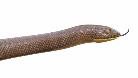 3d animation of Rubber Boa Stock Footage 241260350