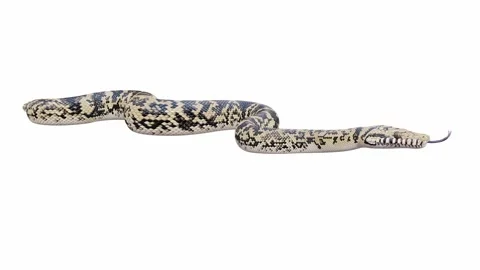 3d animation of Scrub Python Video stock 241530120