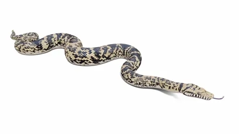 3d animation of Scrub Python Video stock 241530121