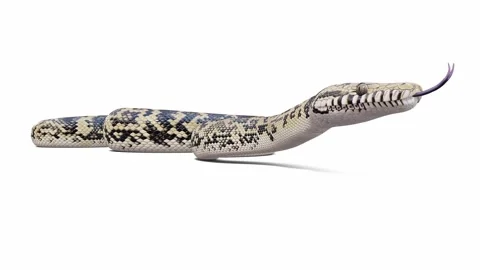 3d animation of Scrub Python Video stock 241530122