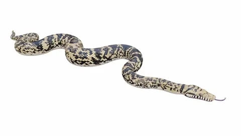 3d animation of Scrub Python Video stock 241530123