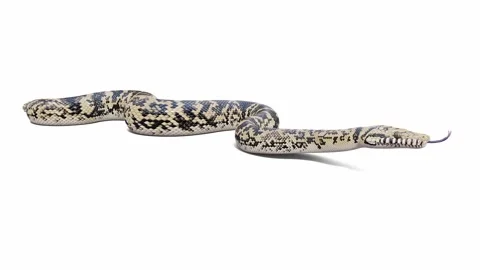 3d animation of Scrub Python Stock Footage 241530125