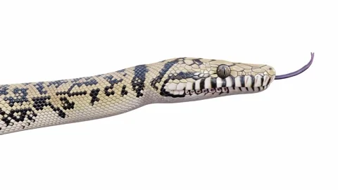 3d animation of Scrub Python Stock Footage 241530127