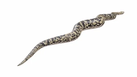 3d animation of Scrub Python Video stock 241733035