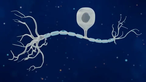 3d animation of Sensory neurons or afferent neurons Stock Footage 280402294