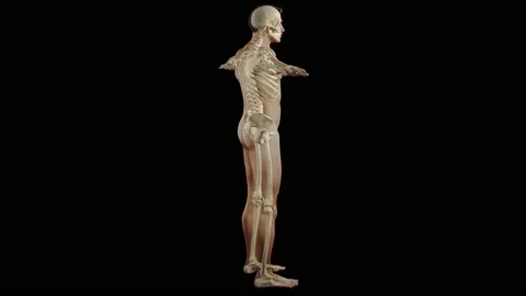 3d animation showing the human skeletal system Stock Footage 183134758