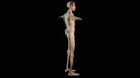 3d animation showing the human skeletal system Stock Footage 183135502