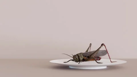 A 3D animation shows a grasshopper placed on a white plate Stock Footage 336207961