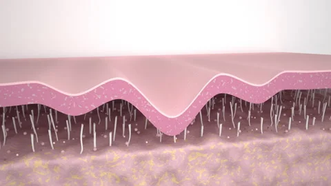 3D Animation Skin Layer Wrinkle smoothing. Action of skin care Collagen repair E Stock Footage 169382105