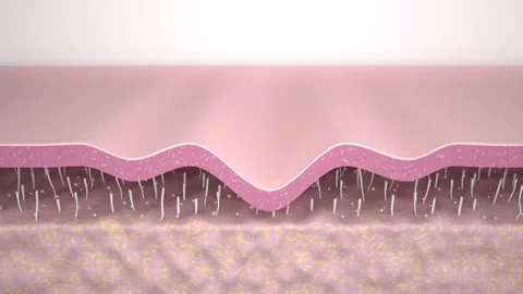 3D Animation Skin Layer Wrinkle smoothing. Action of skin care Collagen repair E Stock Footage 169382599