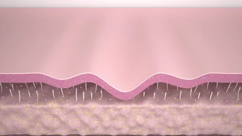 3D Animation Skin Layer Wrinkle smoothing. Action of skin care Collagen repair E Stock Footage 170995989