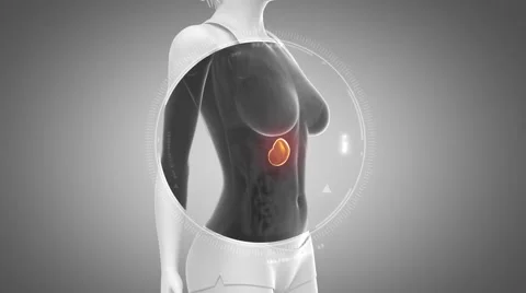 3D animation of  SPLEEN anatomy in loop Video stock 51475986
