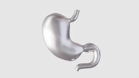 3D Animation of Stomach Model Stock Footage 307022029