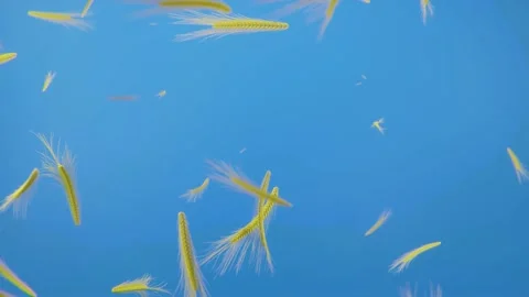 3D animation of the supply wheat on a blue background. Ukrainian concept Stock-Footage 233605975