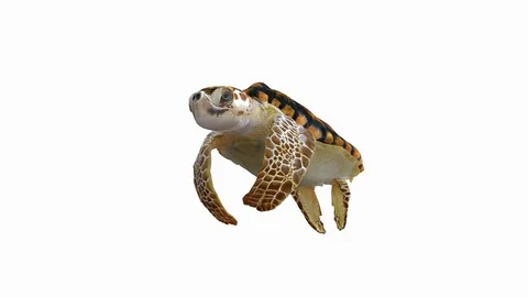 3D animation of a swimming loggerhead sea turtle. Stock Footage 74872368