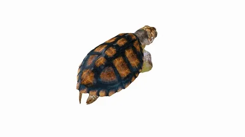 3D animation of a swimming loggerhead sea turtle close up aerial view. Stock Footage 74872390