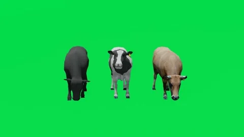 3D animation of three different milking cows on a green screen eating and walkin Vidéo 231732637