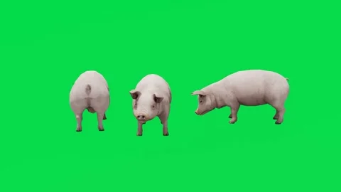 3D animation of three meat pigs on a green screen eating and walking in ultra hi Stock-Footage 231732586