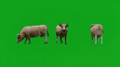 3D animation of three wild cows on green screen eating and walking in chromakey Video stock 231732556
