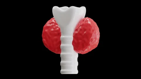 3D Animation of Thyroid Stock Footage 286932706