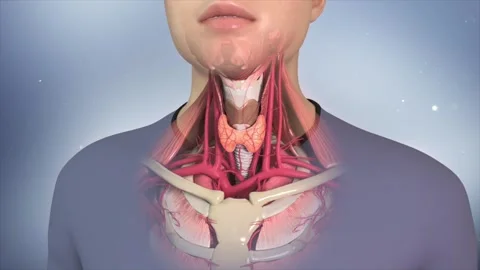3D animation of thyroid gland and human neck anatomy Vídeos de archivo 344956302