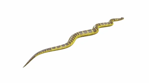 Tiger snake 3D illustration. 11800835 Stock Photo at Vecteezy