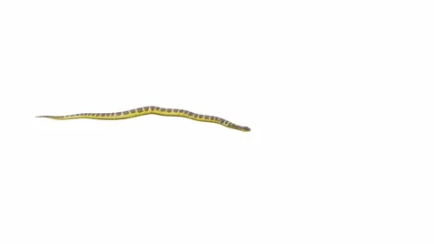 3d animation of Tiger Snake Stock Footage 241260396