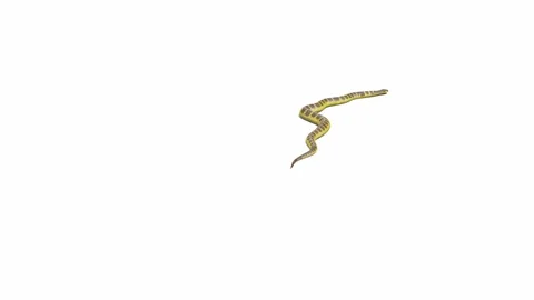 3d animation of Tiger Snake Stock Footage 241260407