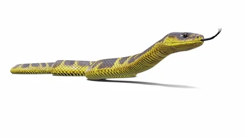 3d animation of Tiger Snake Stock Footage 241260425