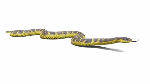 3d animation of Tiger Snake Video stock 241260431