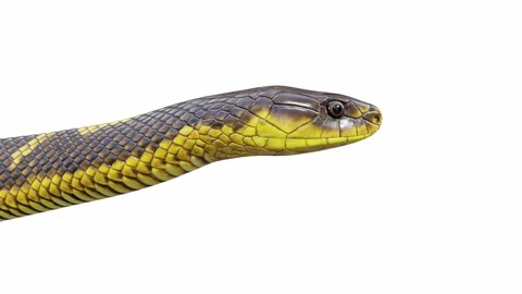 3d animation of Tiger Snake Stock Footage 241260432