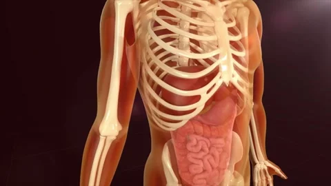3D animation of a transparent human body revealing bones Stockbeeldmateriaal 345199437