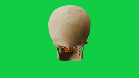3D Animation of Turning Old Human Skulls Bone on Green Screen Stock Footage 339532660