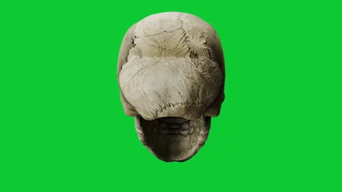 3D Animation of Turning Old Human Skulls Bone on Green Screen Stock Footage 339532670
