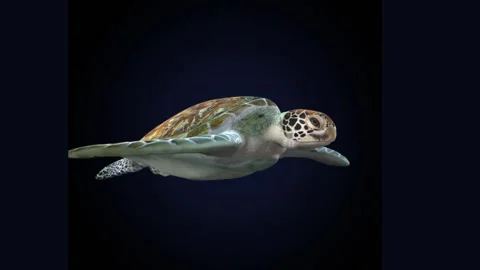 3d Animation Of A Turtle Swimming On Bla 