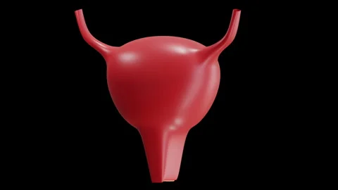 3D Animation of Urinary Stock Footage 286932805
