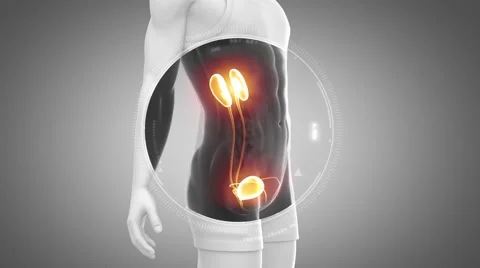 3D animation of  URINARY SYSTEM anatomy in loop Video stock 51476457
